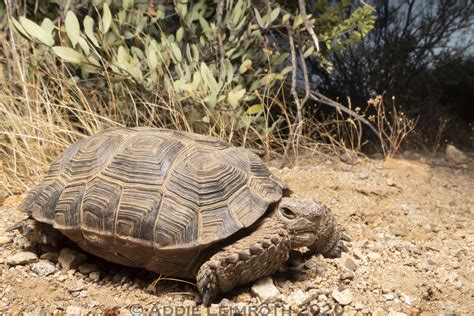 Gopherus Morafkai Pima County Az Sonoran Desert Tortoi Flickr