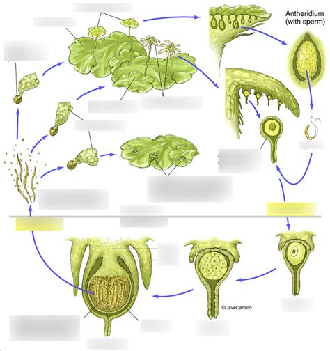 Hepatophyta Life Cycle Diagram | Quizlet