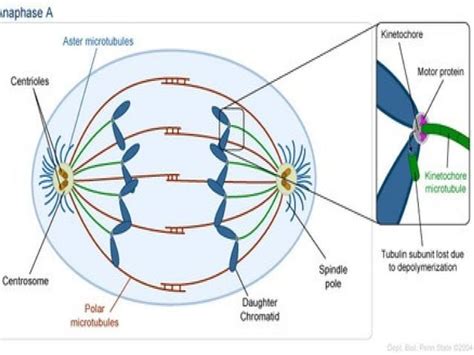 Microtubules And Microfilaments Ppt