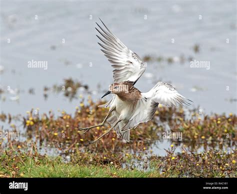 Ruff In Its Natural Habitat In Denmark Stock Photo Alamy