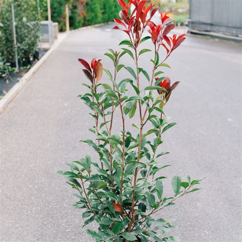 Ophiopogon Japonicus Muguet Du Japon Jardinerie Prosperi