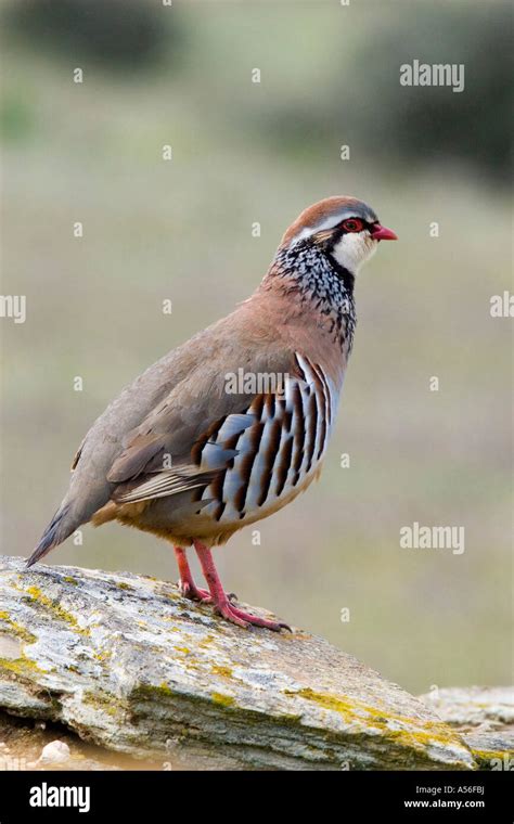 Partridge Hunt Hi Res Stock Photography And Images Alamy