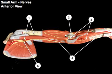 unit  appendicular nerves lab flashcards quizlet