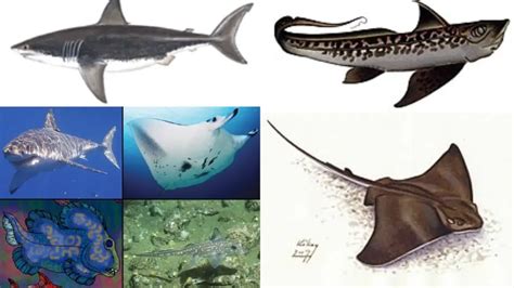 Chondrichthyes - Characteristics, Classification & Examples - Biology ...