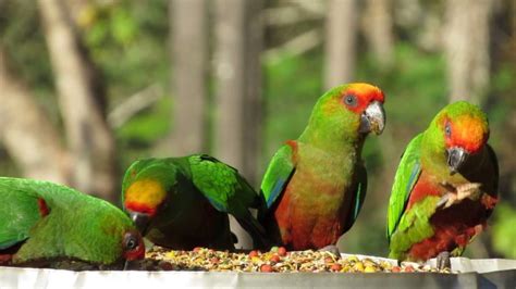 20 Animais da Mata Atlântica Fotos quais são nome Escola Educação