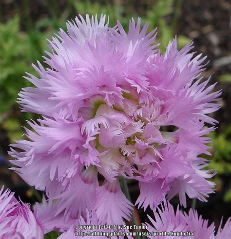 Cottage Pink Dianthus Plumarius Mrs Sinkins In The Dianthus