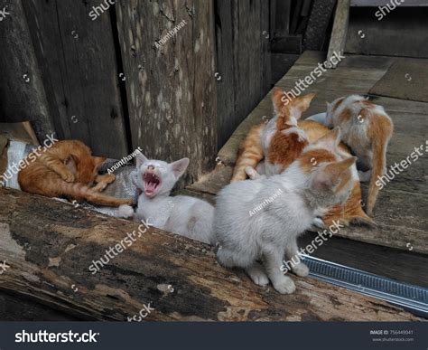 Cat Family Background Stock Photo 756449041 | Shutterstock