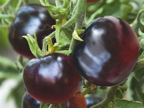 Indigo Rose Black Tomatoes The Ripening Process