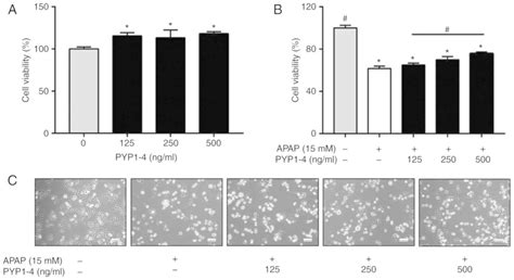 Pyp Peptide From Pyropia Yezoensis Protects Against Acetaminophen