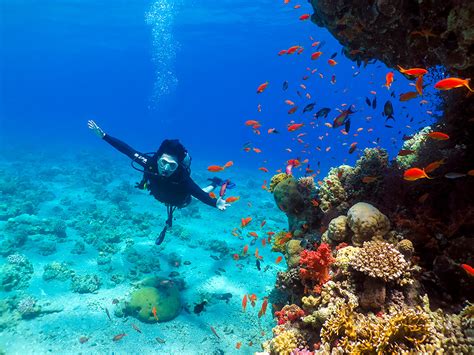 Scuba Diving Coral Reef