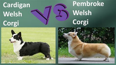 Are Cardigan Corgis Different From Pembroke Corgis