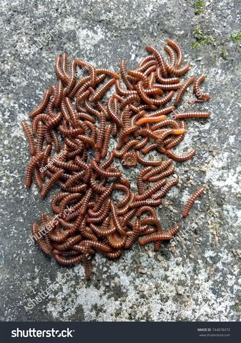 What Do Baby Earthworms Look Like - Katynel