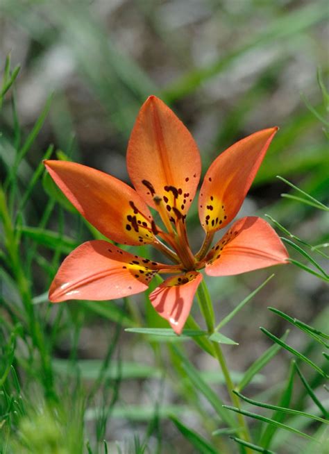 Wood Lily