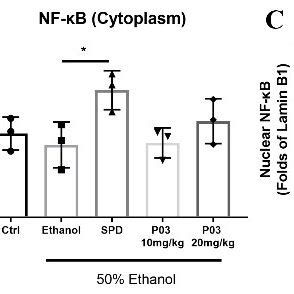 Immunoblots Of Nuclear And Cytoplasmic Nf B A Western Blot Analysis