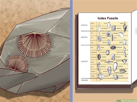 Index Fossils