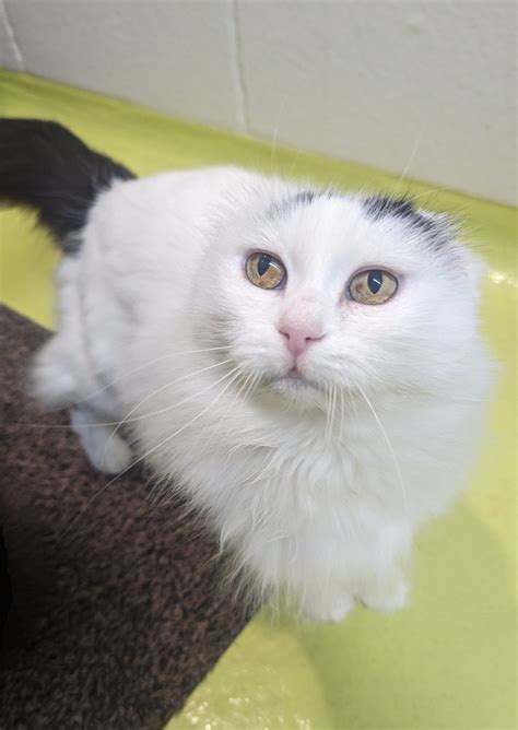 Lily - Cotswolds Dogs and Cats Home