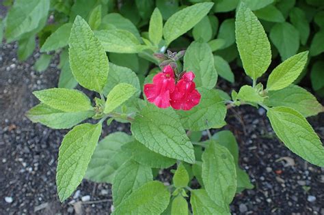 Salvia microphylla (Baby Sage, Blackcurrant Sage, Graham's Sage, Little Leaf Sage) | North ...