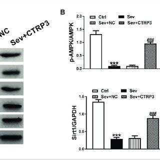 CTRP3 Activated AMPK SIRT1 And PI3K AKT Signaling Pathways In