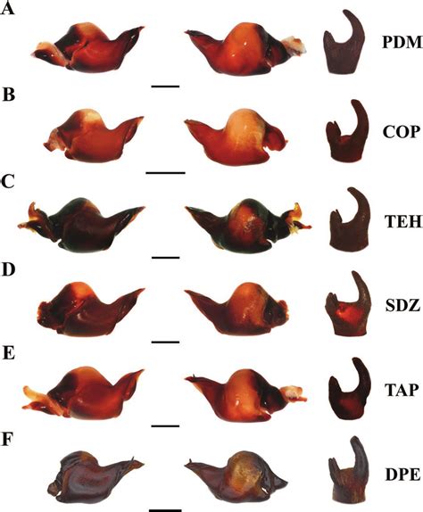 Interspecific Variation Of The Sexual Characters Of Adult Males Of The Download Scientific