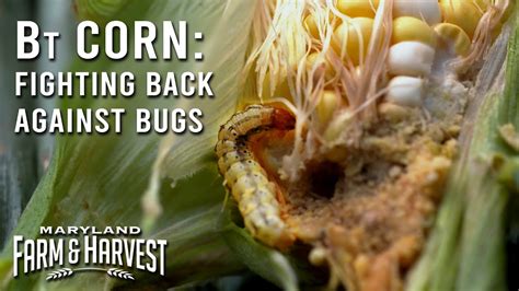 How Bt Corn Kills Hungry Pests Maryland Farm And Harvest Youtube