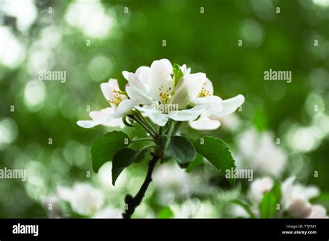 Blossoming Fruit Tree Stock Photo Alamy