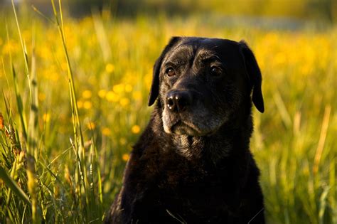 Labraheeler Een Australian Cattle Dog And Labrador Kruising Fotos