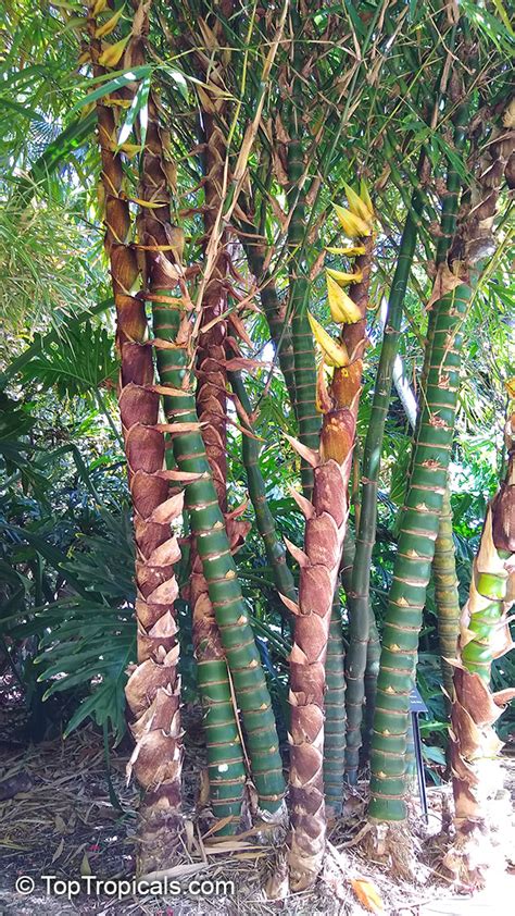 Bambusa Ventricosa Bamboo Buddha Belly