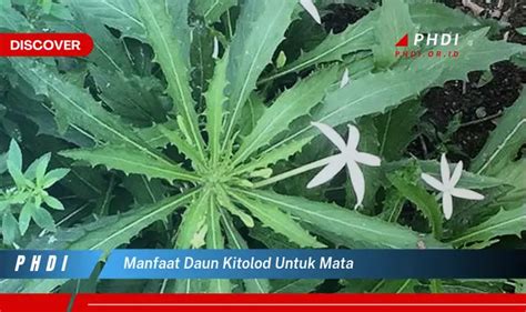 Ketahui Manfaat Daun Kitolod Untuk Mata Yang Bikin Kamu Penasaran