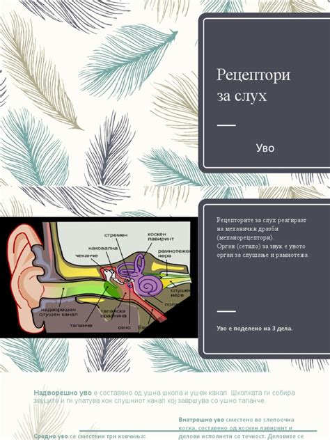 Лекција 5_Нервен систем - Рецептори за звук | PDF