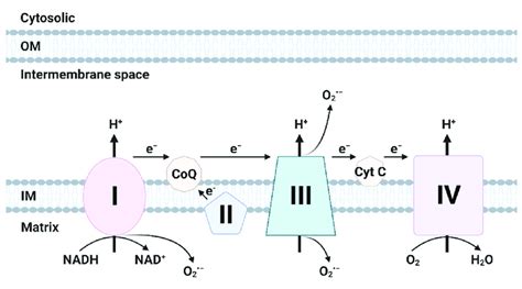 Generation Of Ros In Electron Transport Chain Etc The Etc Is Located Download Scientific