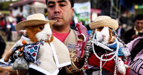 Cajamarca En Festival Eligen A Miss Y Mister Cuy En La Provincia De