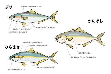 ヒラマサ ブリ カンパチ？見分け方と料理の仕方 【熊本】料理教室 Chef De Maman〜シェフドママン〜