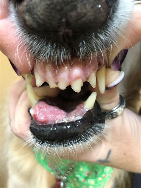 Lloyd S Story Canine Oral Squamous Cell Carcinoma Managed With