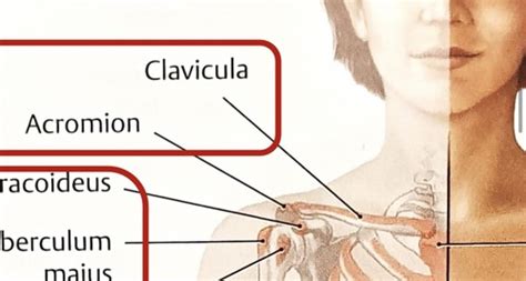 Bewegungsapparat Anatomische Landmarken Flashcards Quizlet