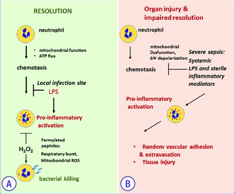 Mitochondria Plays A Crucial Role In Regulating Neutrophil Function