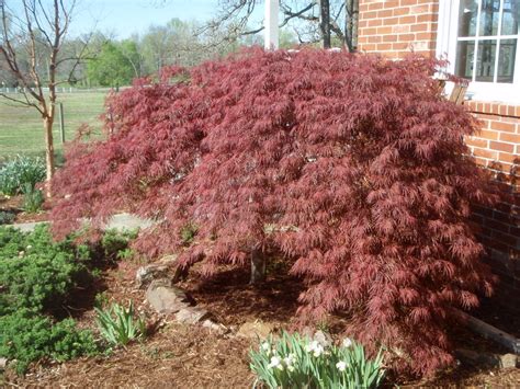 Acer palmatum (Japanese Maple, Japanese Maple Cultivars) | North ...