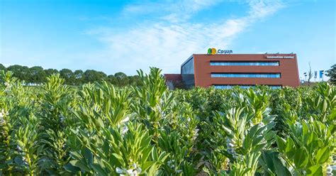 Fava Field In Full Bloom Near The Cosun Innovation Center