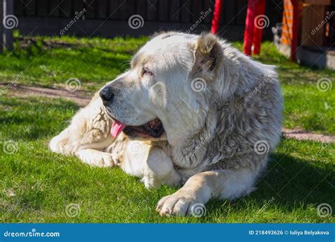 Dog Of The Alabai Central Asian Shepherd Dog Stock Photo Image Of