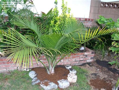 Plantfiles Pictures Ravenea Species Majestic Palm Majesty Palm