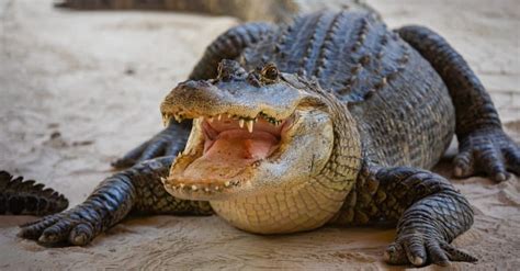 The Top 5 Most Alligator Infested Rivers In Texas A Z Animals