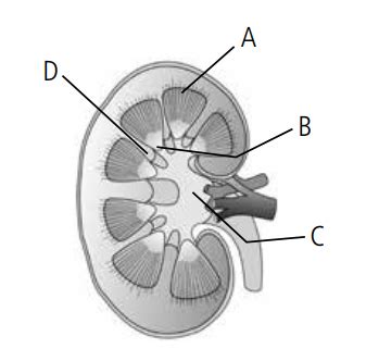 Excretory Products And Their Elimination Neet Questions And Answers