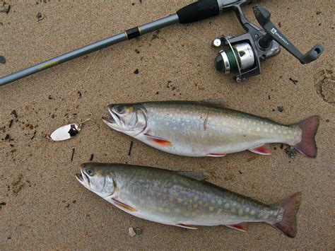 Sea Run Brook Trout Salvelinus Fontinalis A Photo On Flickriver