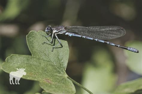 What Is The Difference Between A Dragonfly And A Damselfly