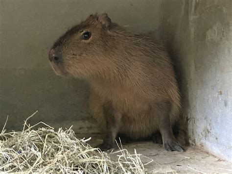 カピバラが来園しました｜新着のお知らせ｜東山動植物園