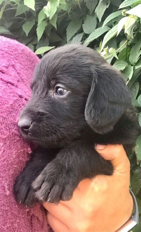 Weimardoodle puppies (Poodle x Weimaraner) | in Gillingham, Dorset ...