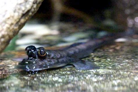 Mudskipper – "OCEAN TREASURES" Memorial Library
