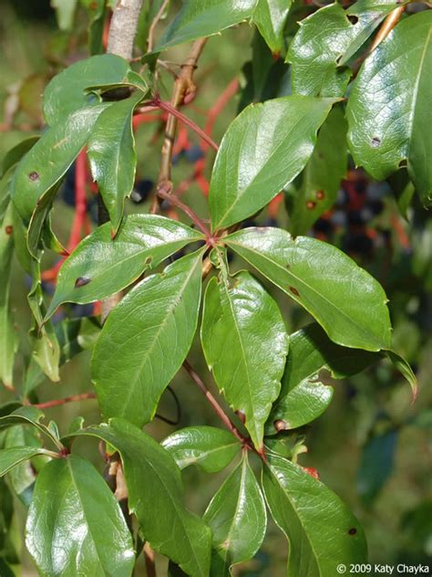 Parthenocissus inserta (Woodbine): Minnesota Wildflowers