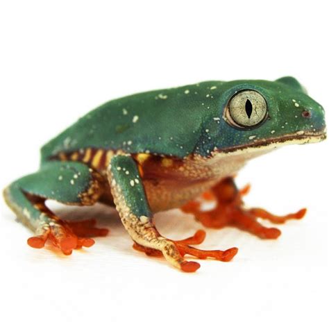 Super Tiger Leg Monkey Tree Frog Phyllomedusa Tomopterna Captive Bred