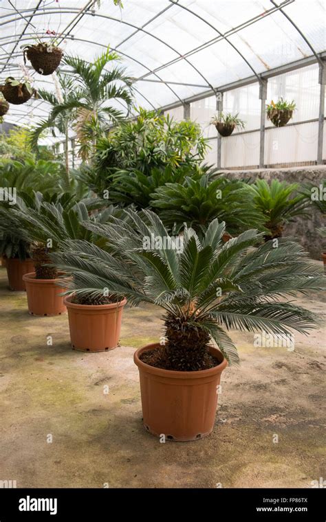 Centro De Jardineria Banque De Photographies Et Dimages Haute