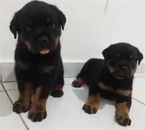 Filhotes De Rottweiler Venda Cachorros E Acess Rios Cabo Branco